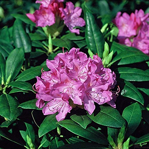 Frühlingszauber im Garten – Rhododendron Hybride 30-40 cm Alpenrose | Verschiedene Sorten für blühende Vielfalt | Perfekt für Gartenliebhaber und Naturliebhaber