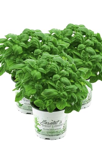 Frische Küchenkräuter für Genießer – 3er Set Basilikum Pflanze | Perfekt für Hobbyköche und Gartenliebhaber | Hochwertige Qualität für aromatische Gerichte und Cocktails.