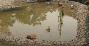 > Der Gartenteich Ratgeber > Wie Sie einen Teich anlegen können