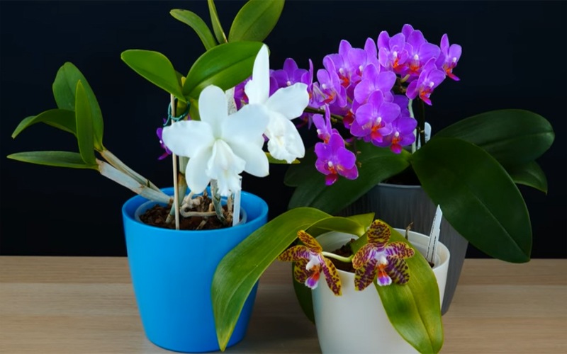 Orchideen für Ihre Wohnung