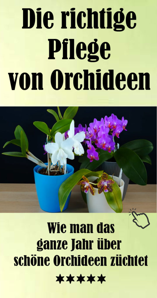 Wie man Orchideen richtig pflegt