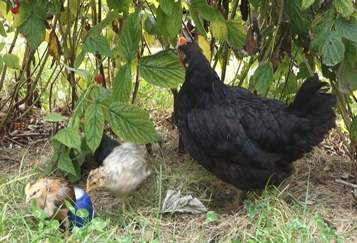 Gartenarbeit mit Hühnern