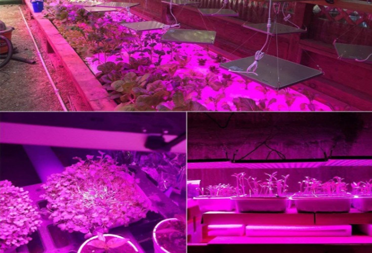 Wachstumslicht für Pflanzen rote & blaue LEDs