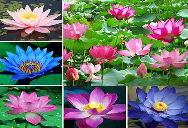 Lotuspflanzen