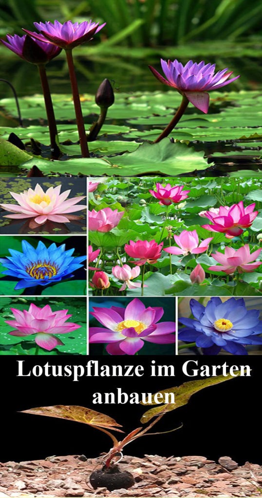 Lotuspflanze in Ihrem Garten anbauen