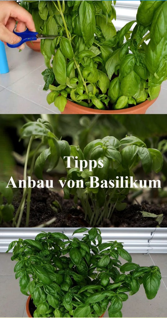 Tipps für den Anbau von Basilikum
