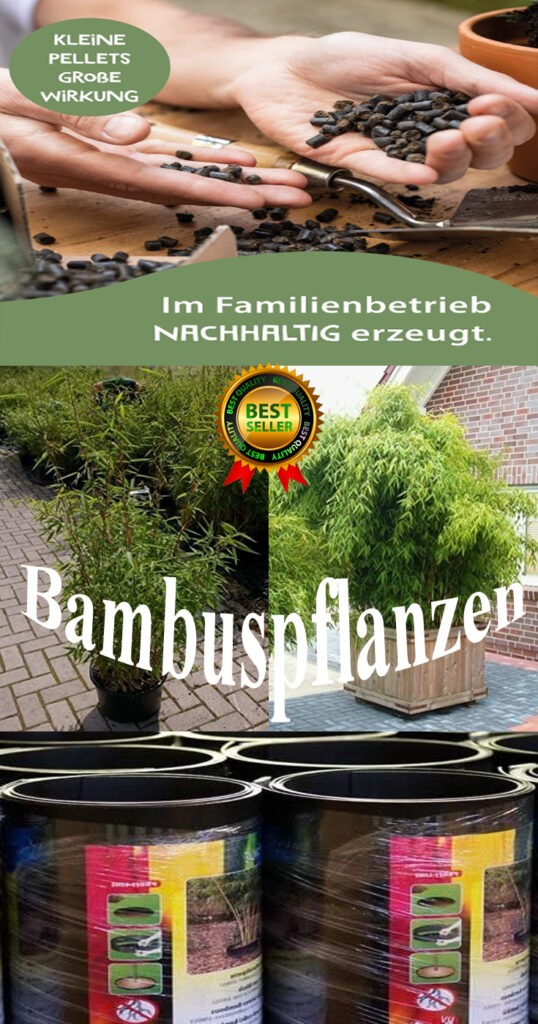 Top Bestseller Bambuspflanzen