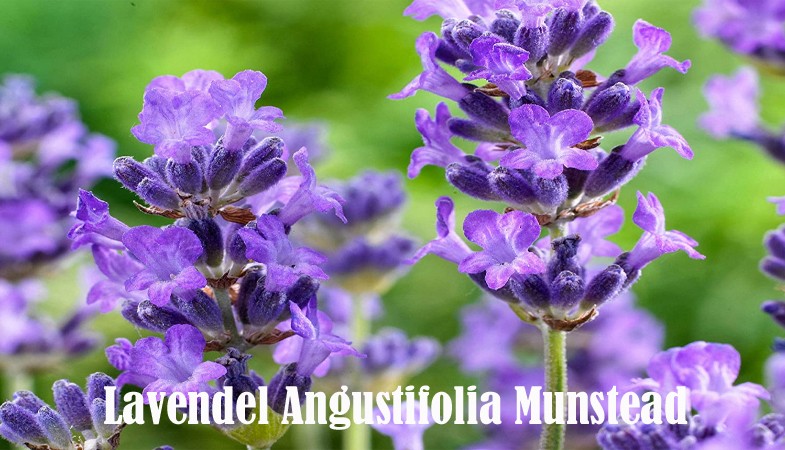 Lavendel Angustifolia Munstead