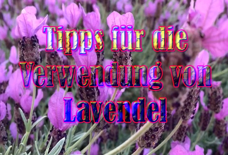 Tipps für die Verwendung von Lavendel