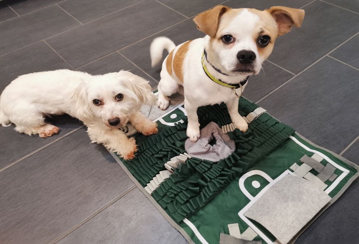Snoopy und Finley testen den Schnüffelteppich von Dogparents