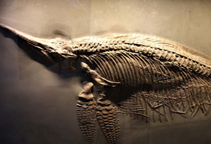 Ichthyosaurier im Urweltmuseum Bodman