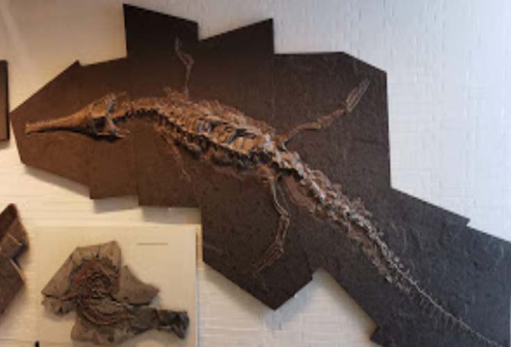 Steneosaurus