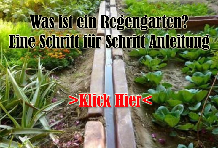 Was ist ein Regengarten - Eine Schritt für Schritt Anleitung